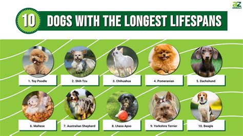 Dogs longest life. Things To Know About Dogs longest life. 
